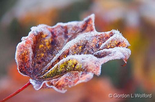First Frost_29544-5.jpg - Photographed near Smiths Falls, Ontario, Canada.
